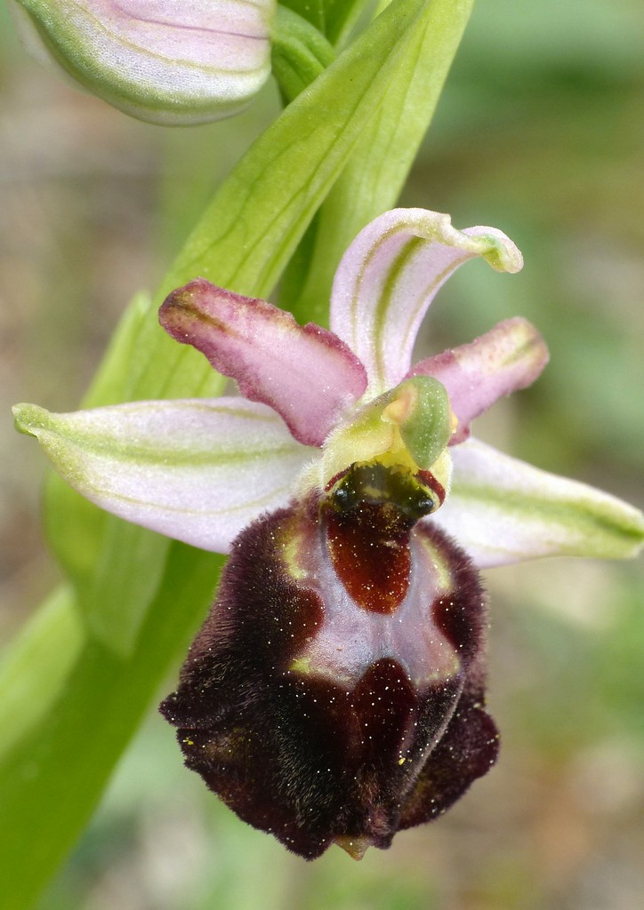 Orchidee in Sardegna, un fine settimana a 78 giri!